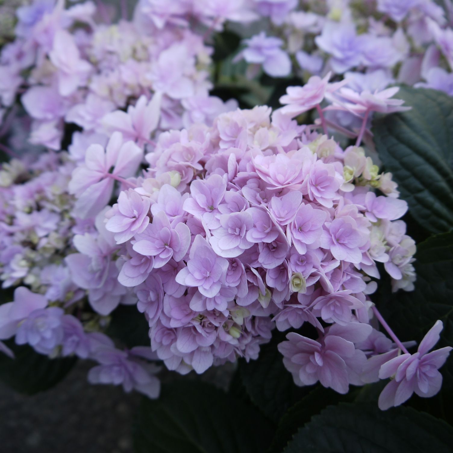 姫⭐︎花 ページ 再販】紫陽花【トレーシングペーパー A4】 デザインペーパー 花