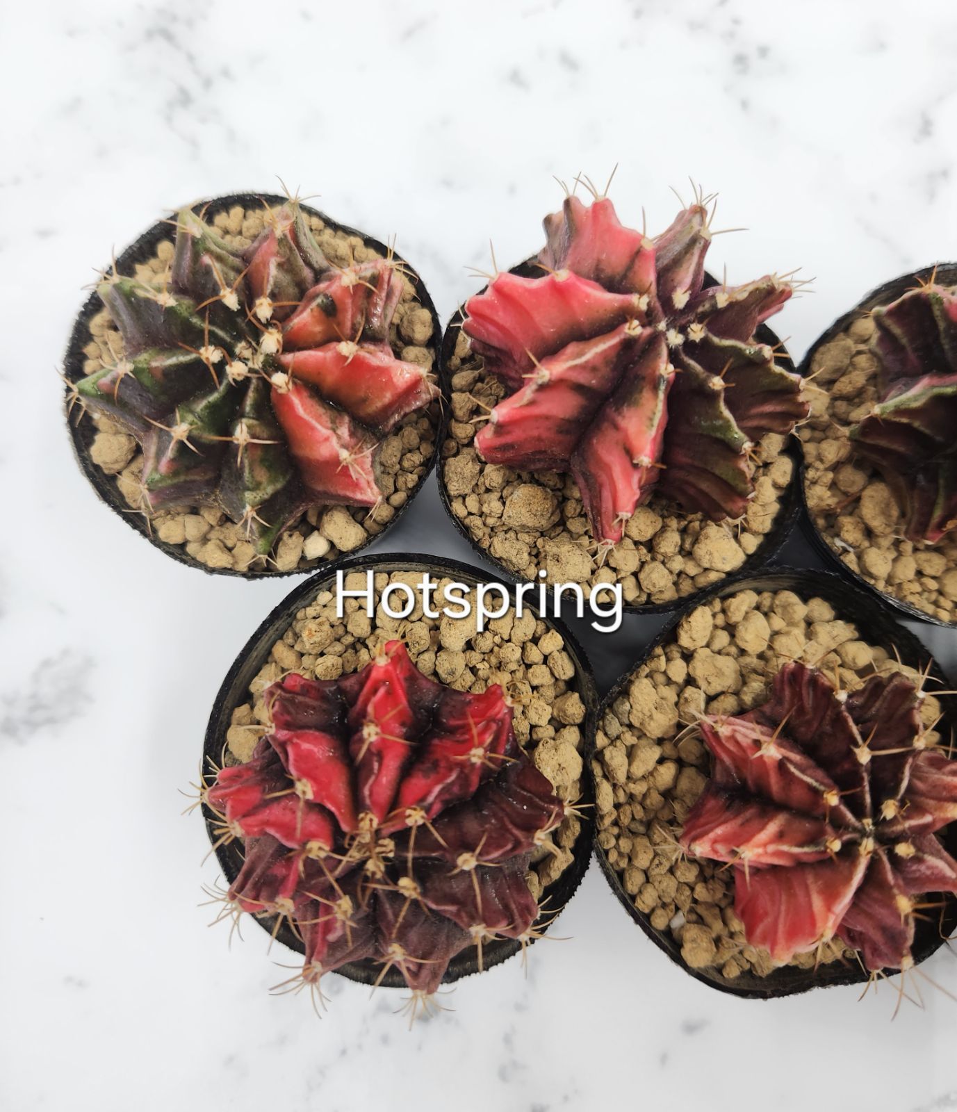 完売☆セール☆ギムノカリキウム 緋牡丹錦 サボテン 抜き苗（多肉植物