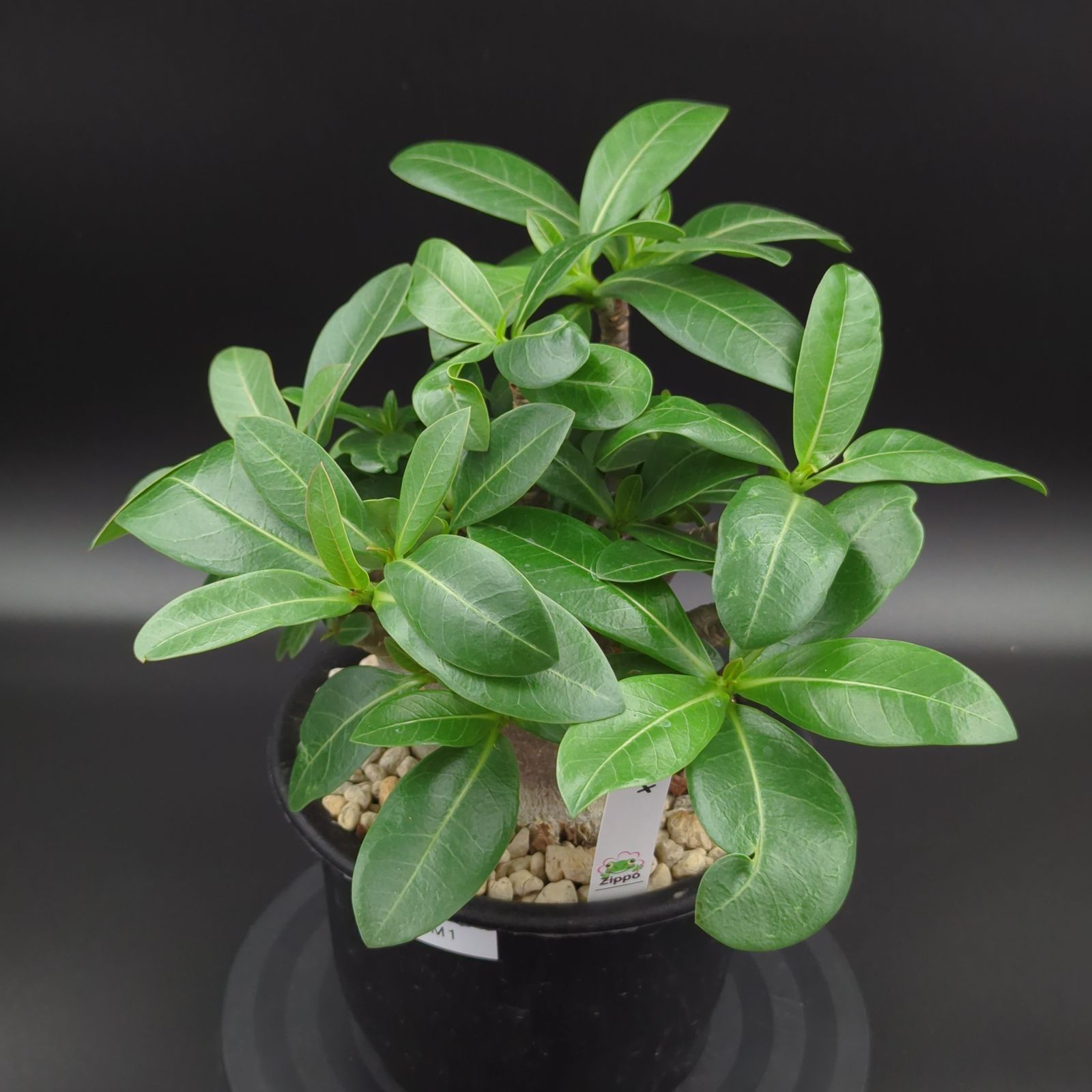 アデニウムアラビカム　モンスター　5号鉢　塊根植物　鉢ごと発送 塊根植物】アデニウム アラビカム モンスター 5号 プラ鉢