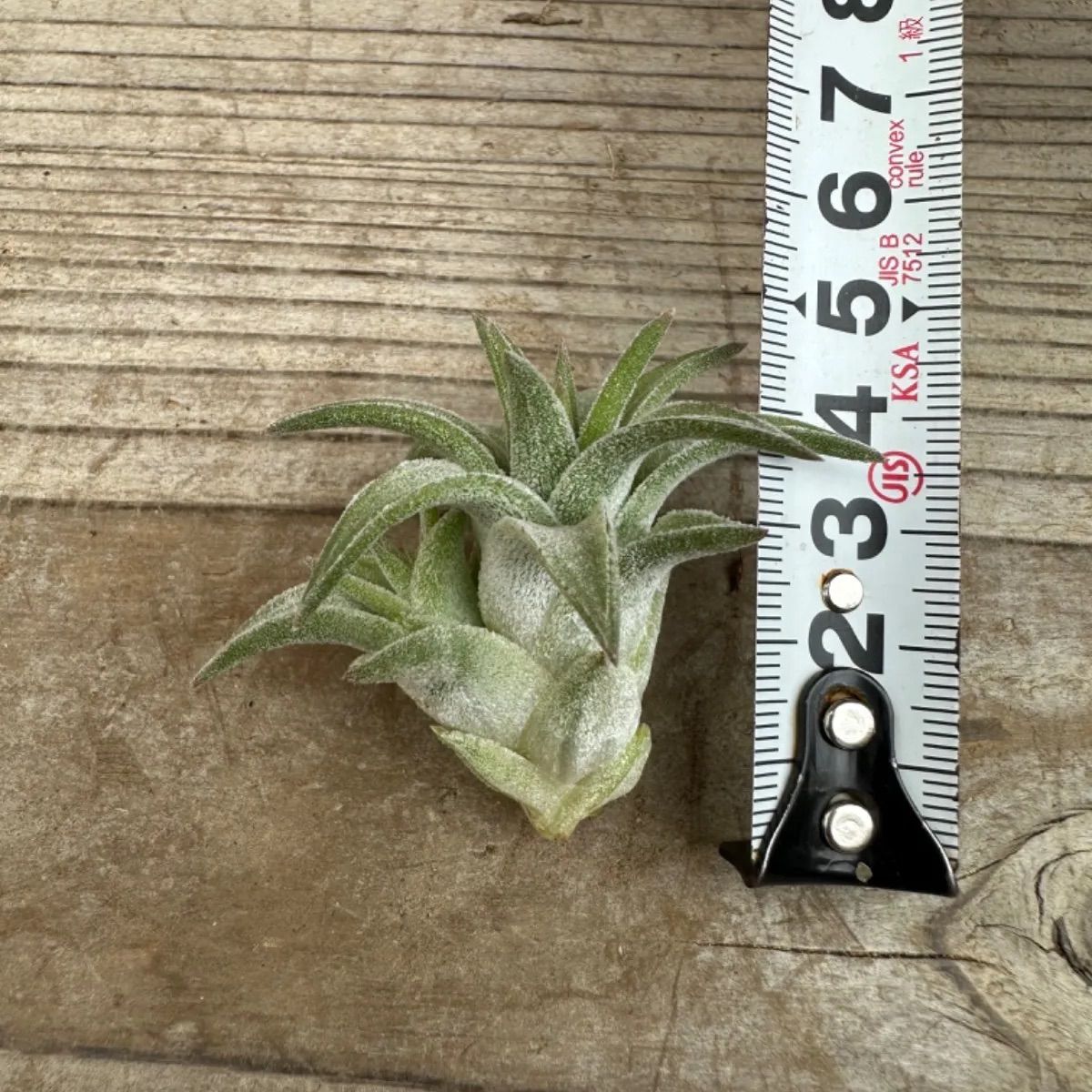 チランジア イオナンタ バンハイニンギー ジャイアント① Tillandsia ionantha var.vanhyningii giant  ティランジア エアプランツ エアープランツ 現品 観葉植物 観葉 植物 珍奇植物 珍奇 珍しい レア 希少 ハンギング - メルカリ