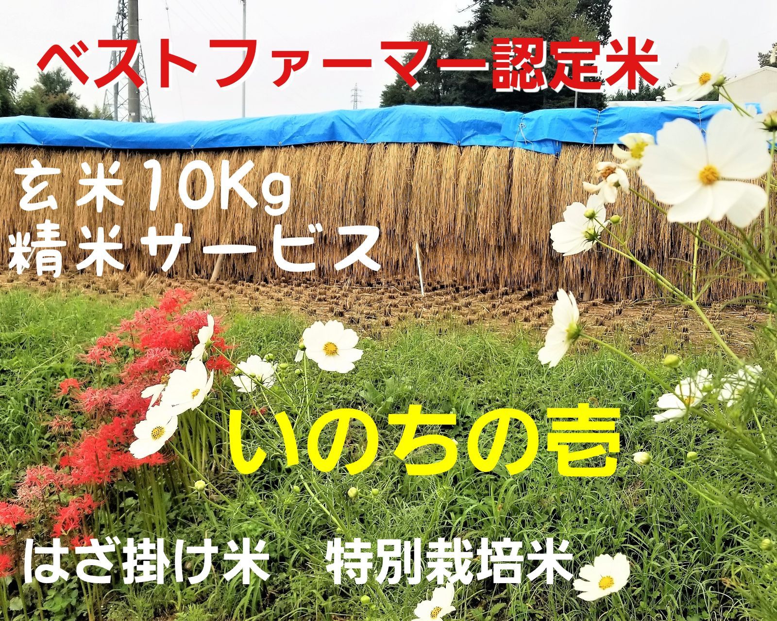 令和4年長野県産 いのちの壱 特別栽培米 はざ掛け米 玄米20Kg | www