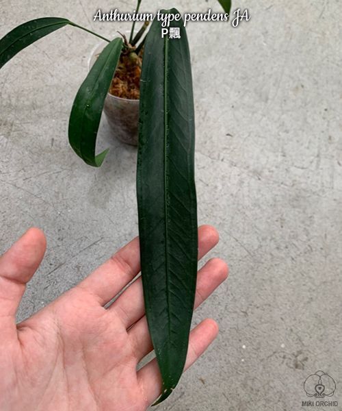 アンスリウム ペンデンス Anthurium type pendens JA - メルカリ