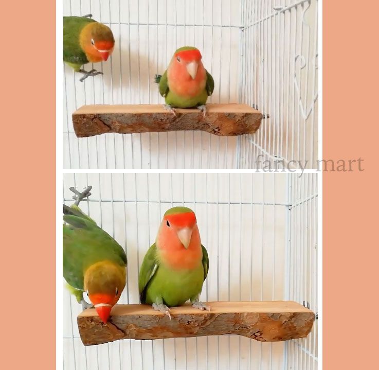 鳥 止まり木 2個セット ステージ 鳥用止まり木 階段 遊び場 天然木