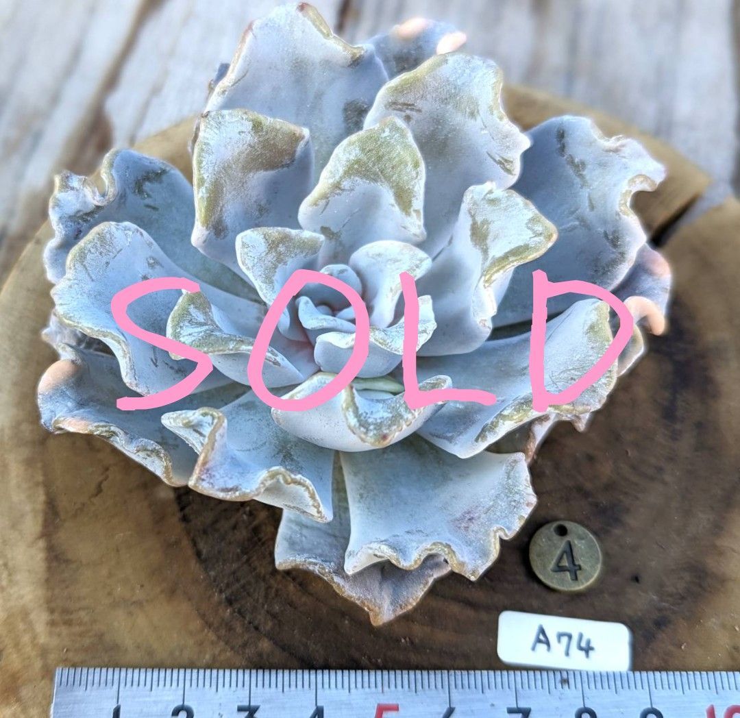 高質で安価 クリスペートビューティー メルカリ - A74 韓国苗 多肉植物 その他多肉植物