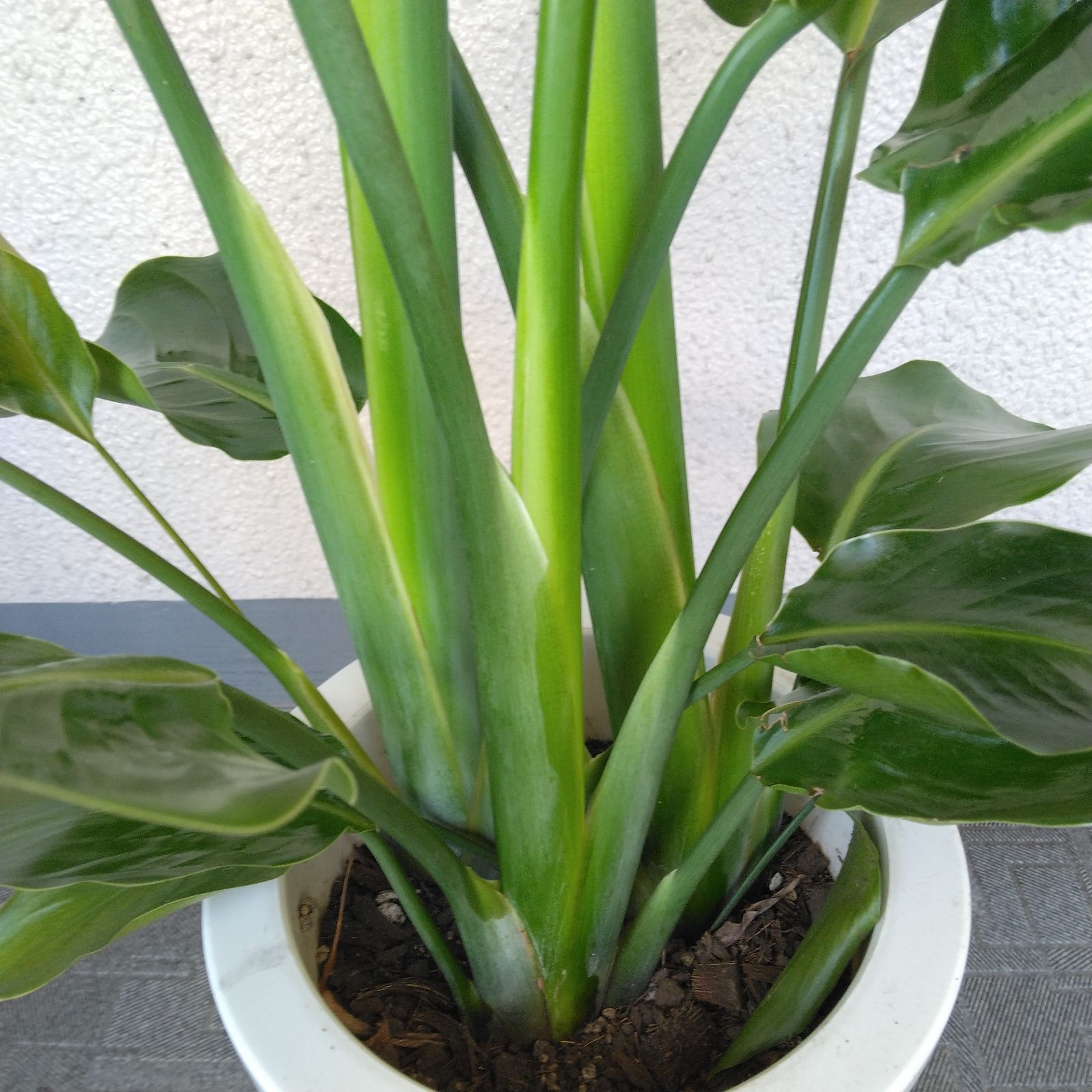 現品】ストレチア【オーガスタ】観葉植物 3株植 樹形綺麗 高さ