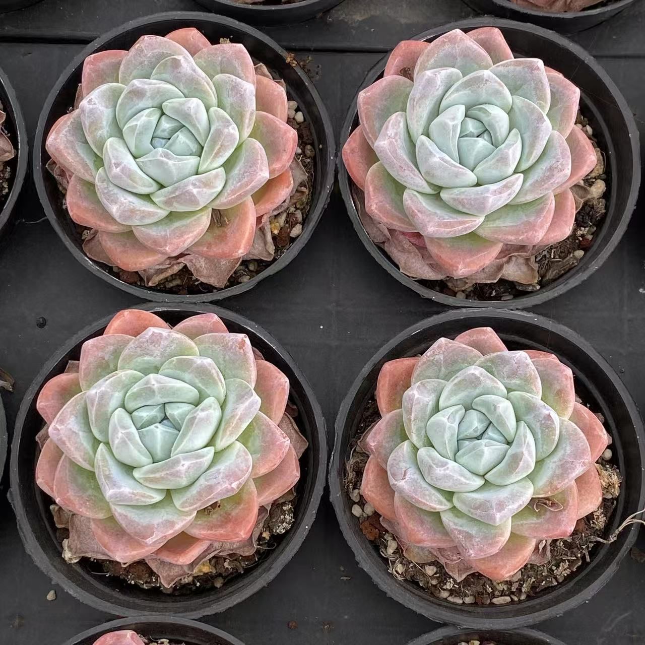 24株の抜き苗セット】サイレーナ美人 多肉植物 佐川急便発送 節約