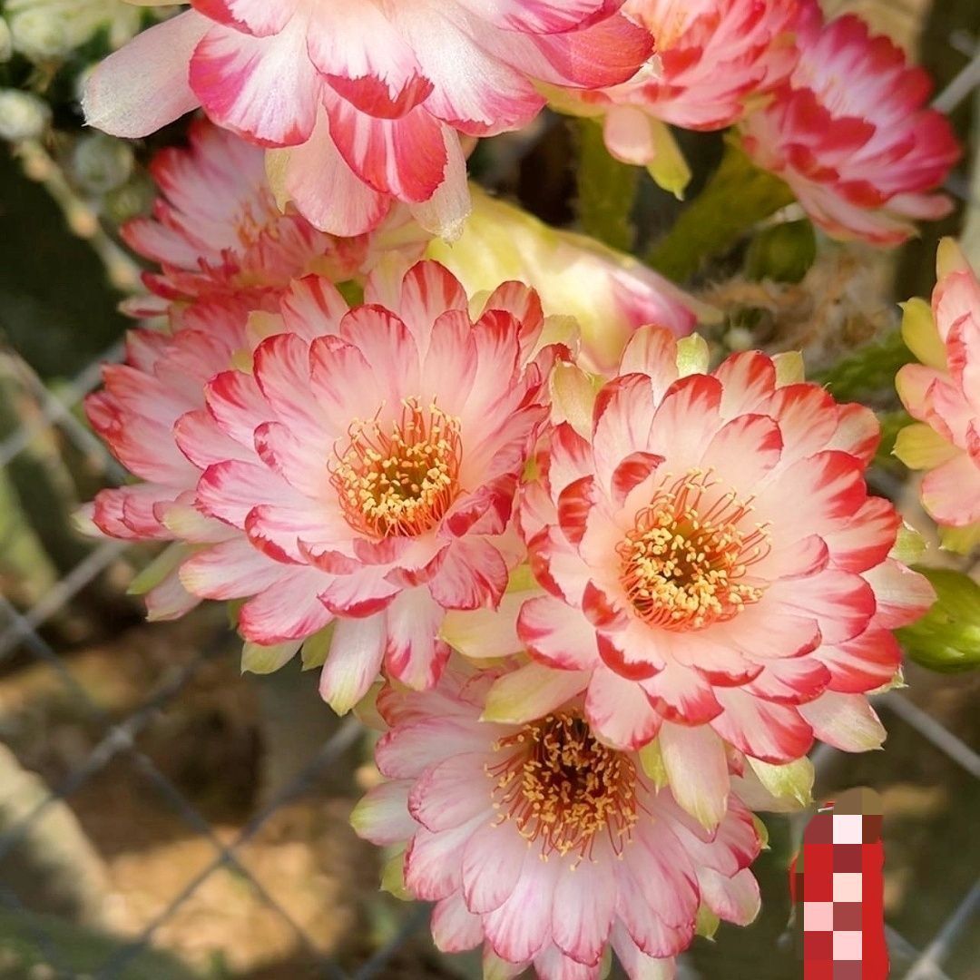 【YU】花サボテン【ロビビア】カキコ_Y9_845 花サボテン【ロビビア】カキコ_サニー2_958 - メルカリ