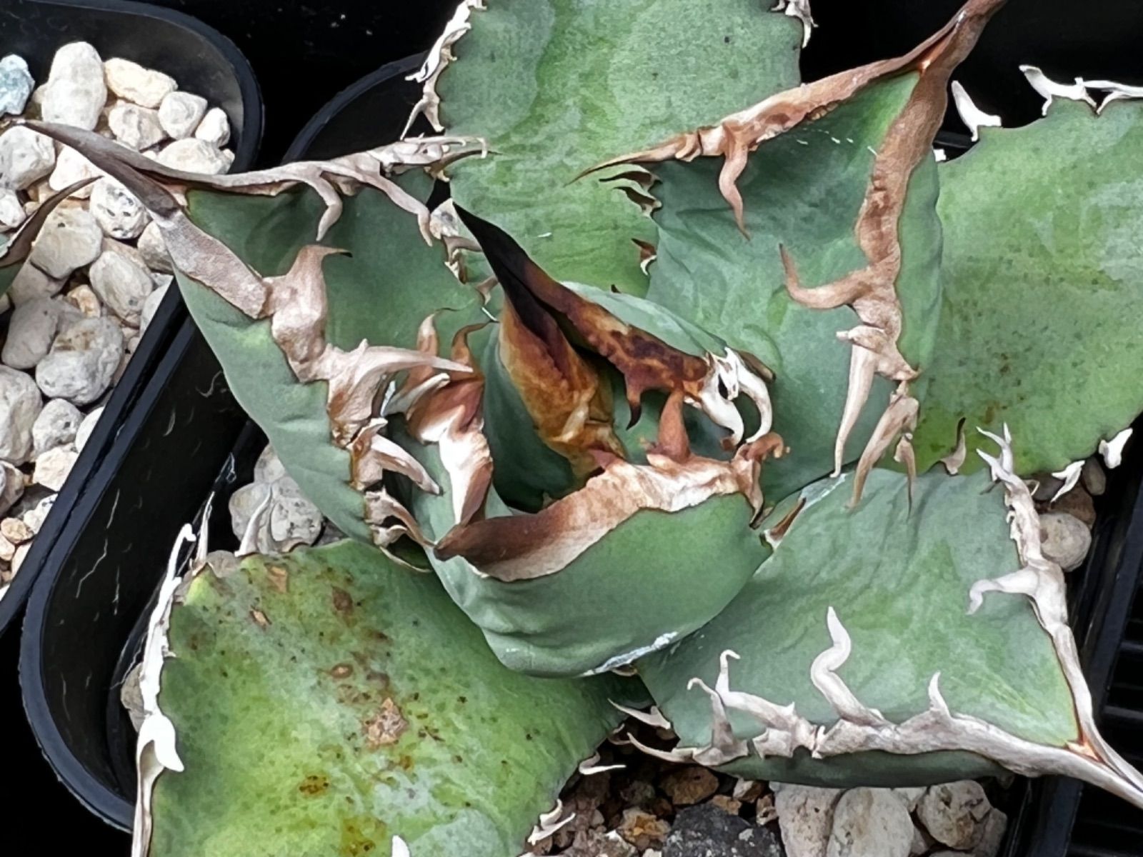 【チタノタ3種セット】BB 黒犀牛 ゴリ猫　鉢ごとメルカリ便発送 Amazon｜アガベ・チタノタ「黒犀牛（クロサイ）」 3.5号鉢｜観葉