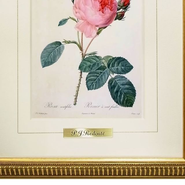 絵画 インテリア ルドゥーテ ローズ 絵額 複製画 『 バラ図譜