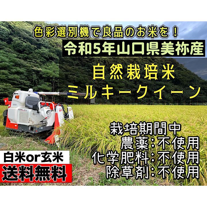 自然栽培米 山口県美祢産ミルキークイーン20キロ 精米 里山直送 - メルカリ