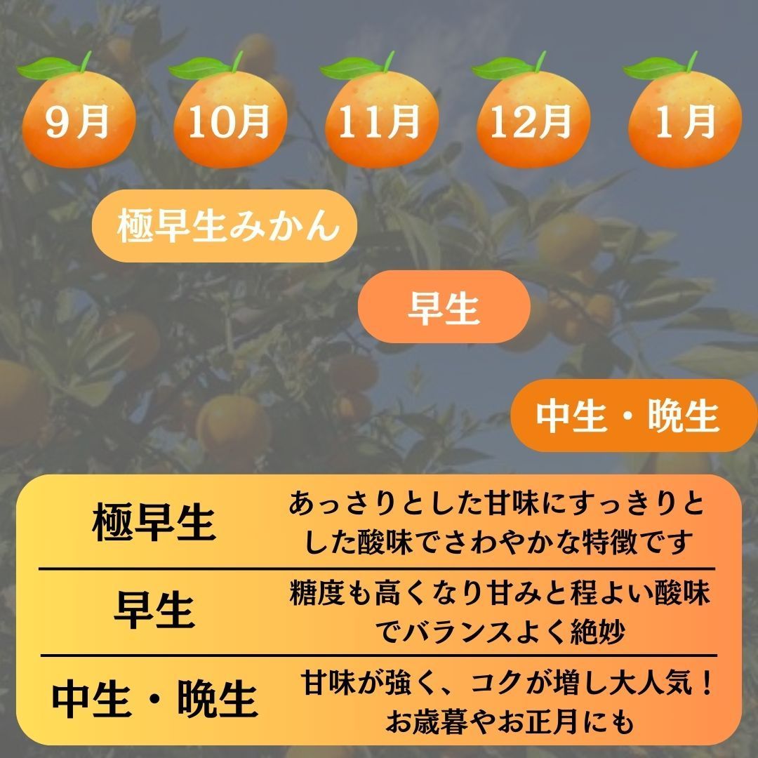 真網代産 甘く美味しい
