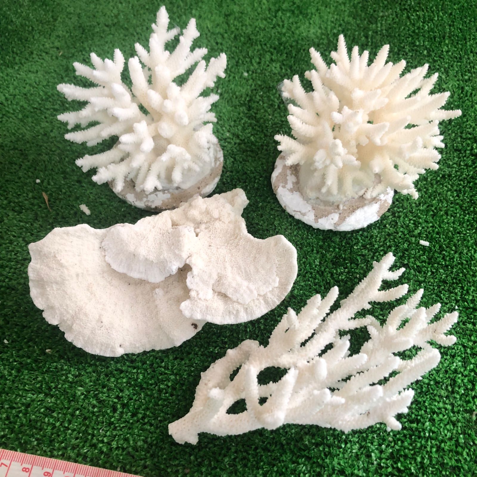 8 サンゴ 珊瑚 置物 飾りサンゴ 飾り 欠片 サンゴ礁 珊瑚礁 白珊瑚