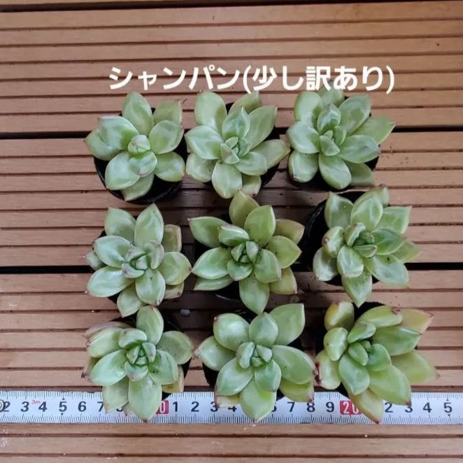 ミックスベリア おらいさん苗 小苗&葉挿し 10点セット 専用 ミックスベリア おらいさん苗 小苗&葉挿し 10点セット 専用