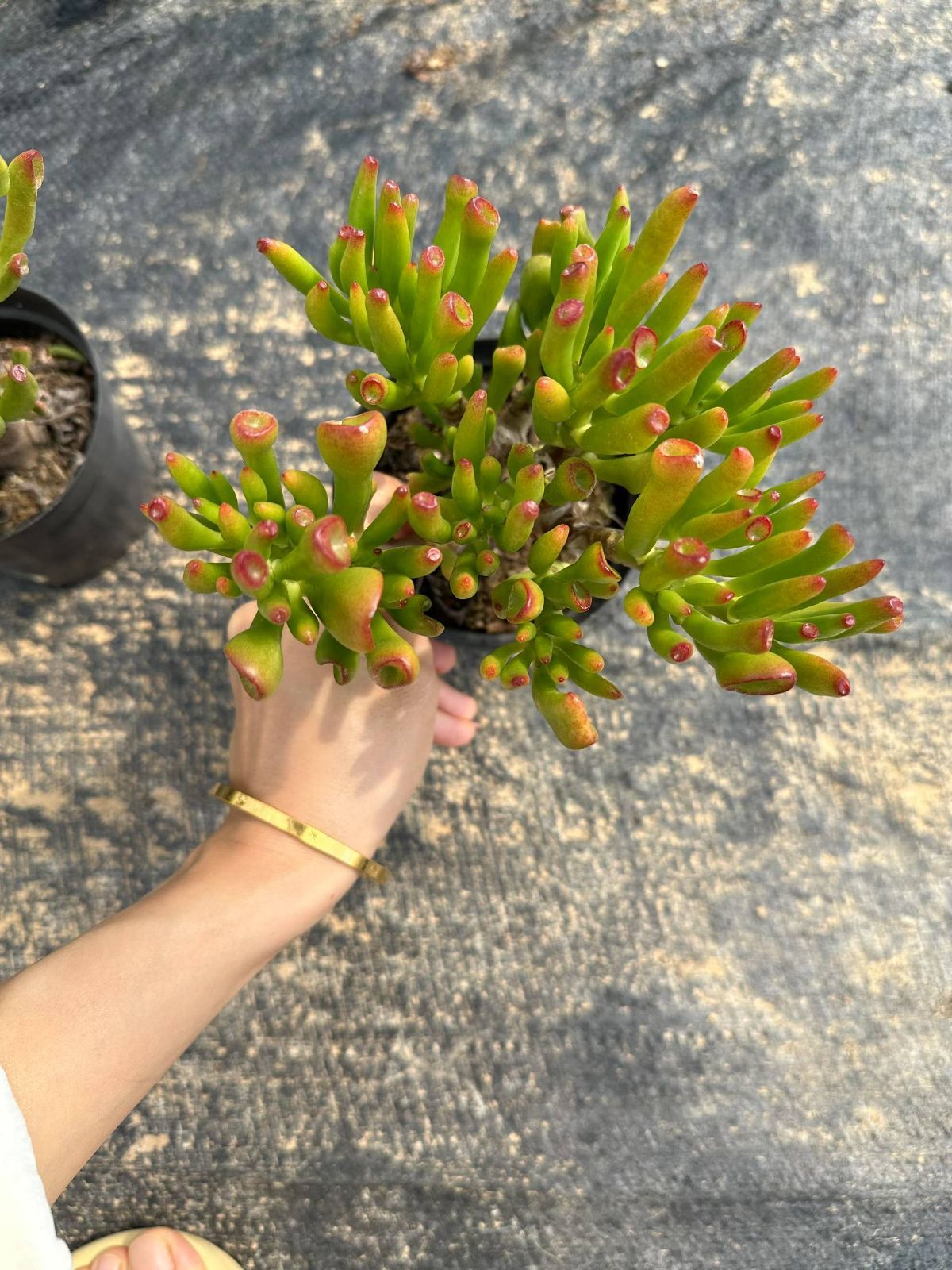 抜き苗 財運の木 CQ1907×18株 ふっくら 多肉植物 エケベリア