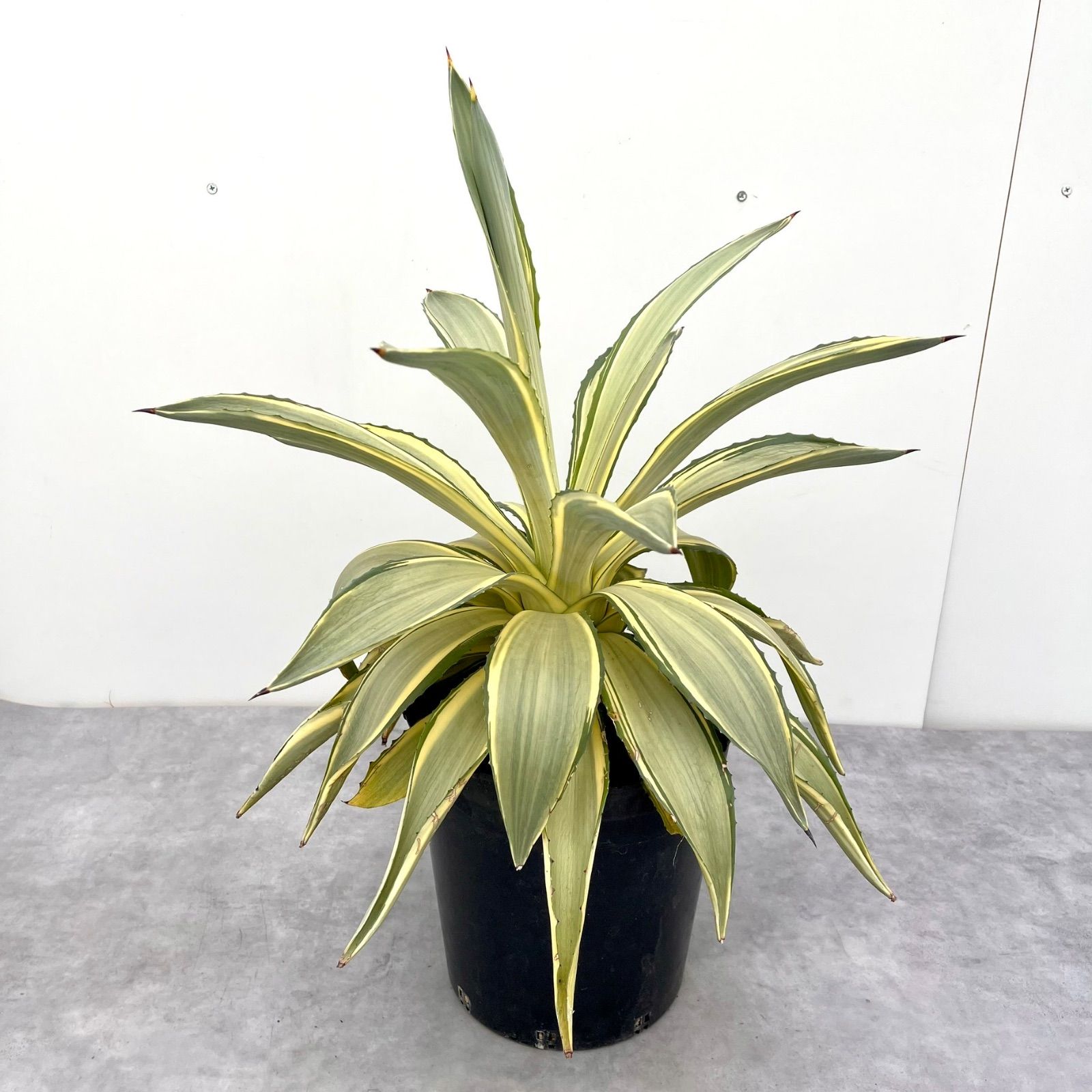 アガベ・デスメティアーナ 