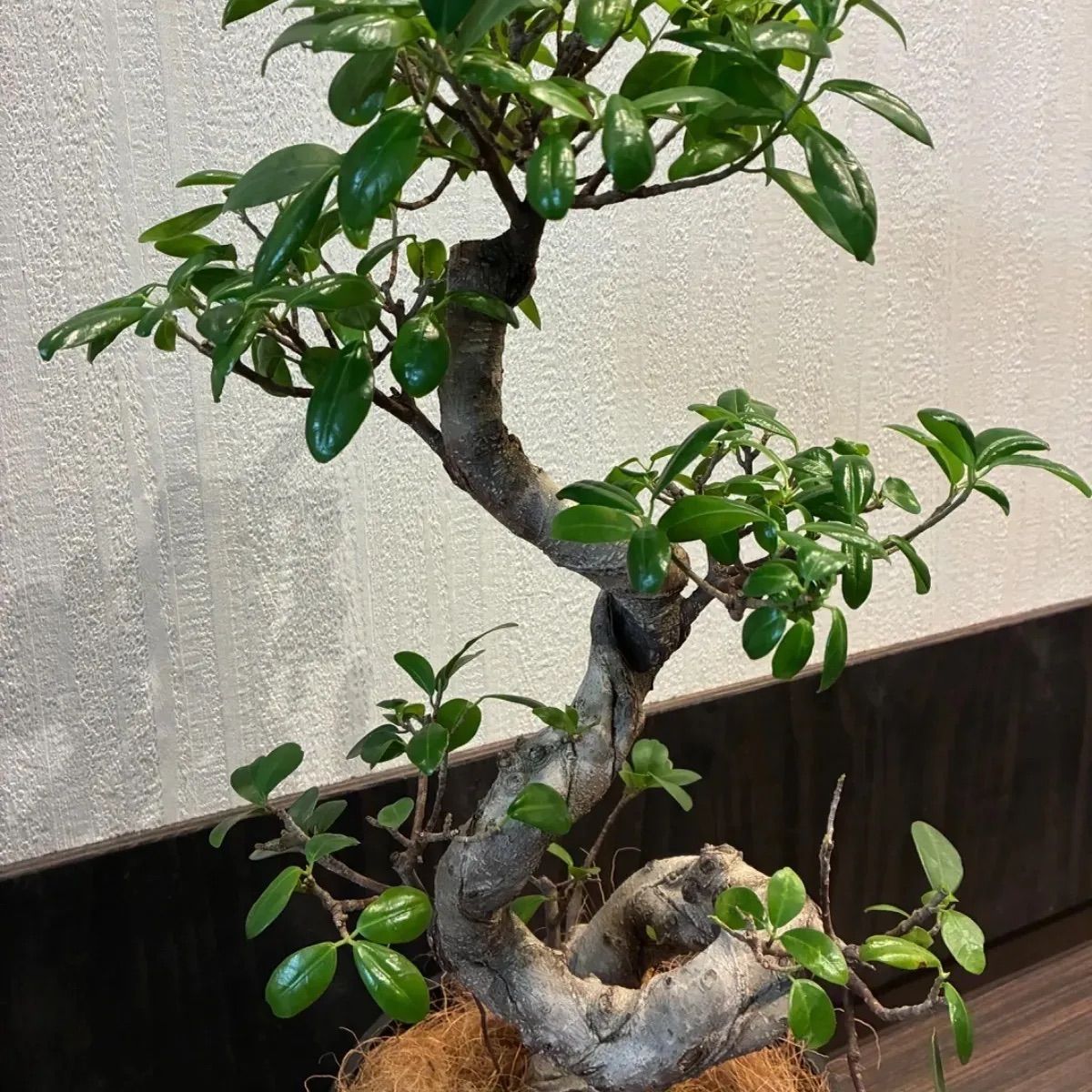 ガジュマル曲がり 昇り龍みたいな縁起が良さげな仕立て