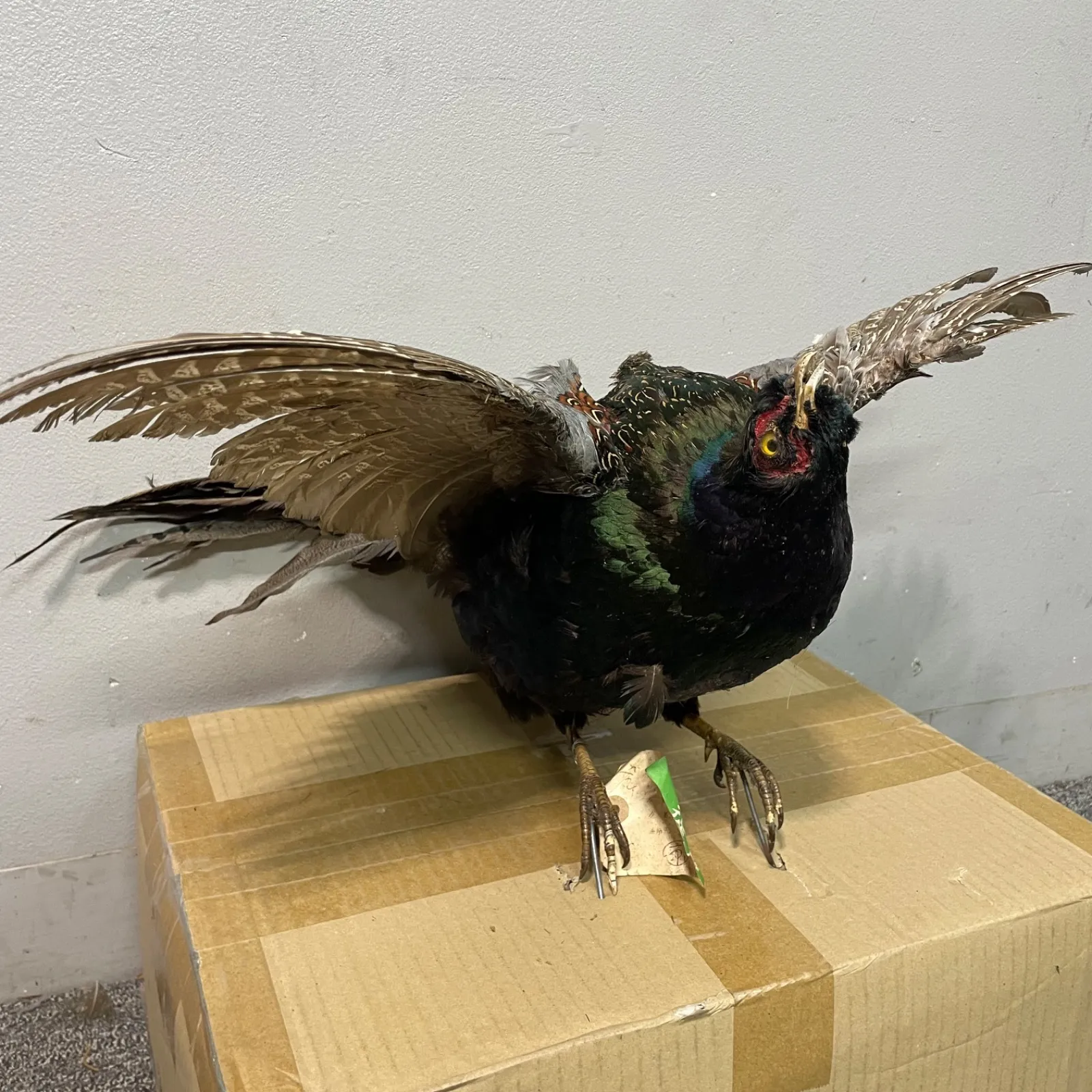 2025年最新】キジ 剥製の人気アイテム - メルカリ