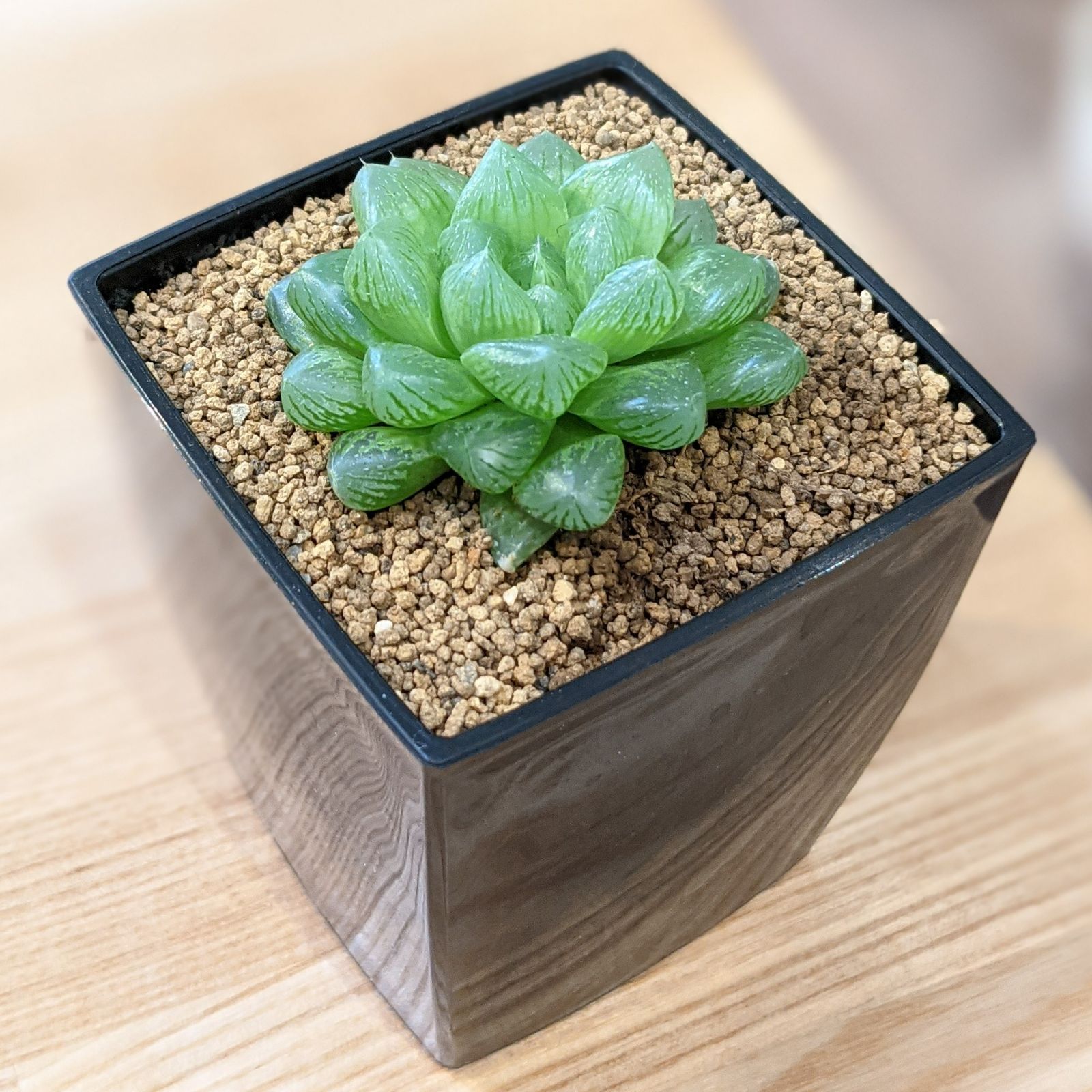 メルカリshops ハオルチア オブツーサ 3号ポット