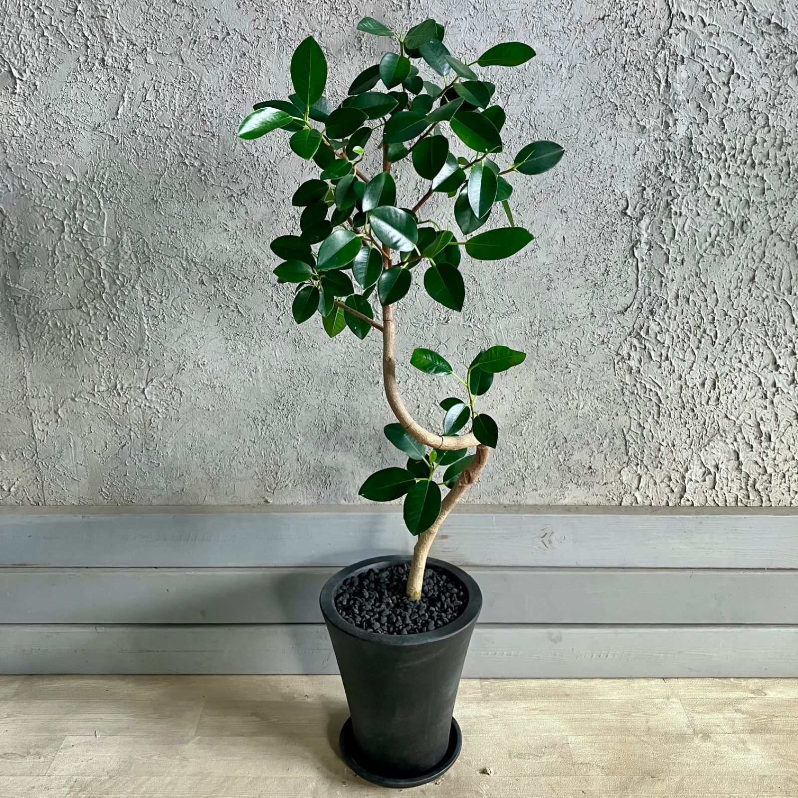 厳選された植物と鉢】美形 根上がり モンステラ デリシオーサ 8号