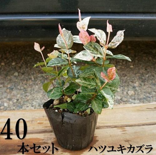40本セット ハツユキカズラ 9.0cmポット