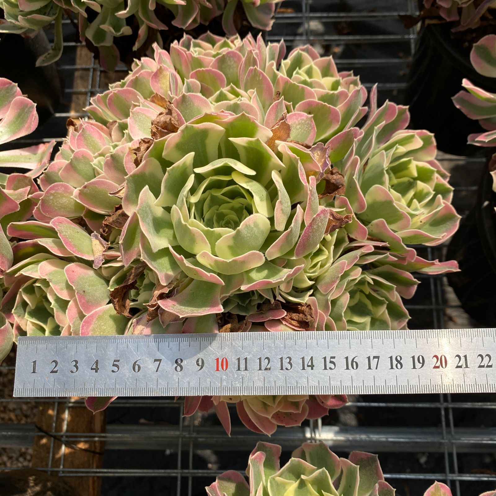 抜き苗 白鳳 ZM1509×16株 ふっくら 多肉植物 エケベリア