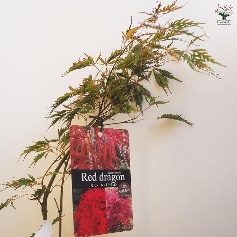 西洋もみじ 紅葉