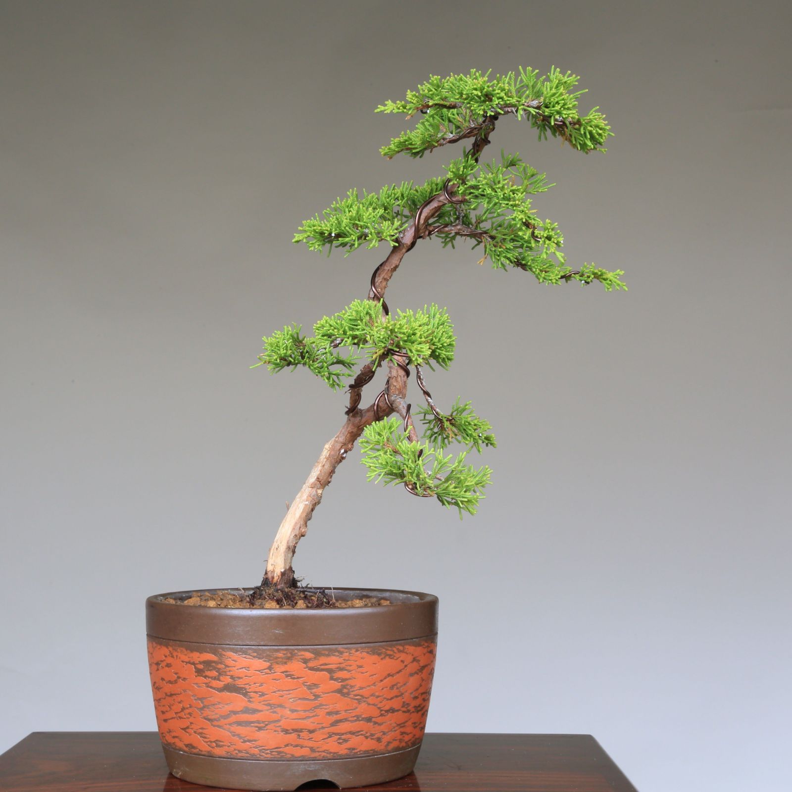 糸魚川真柏 文人調 小品盆栽 【泰寿園 Online】現品 一点物 松柏 糸魚川真柏 文人調 小品盆栽 【泰寿園 Online】現品 一点物 松柏