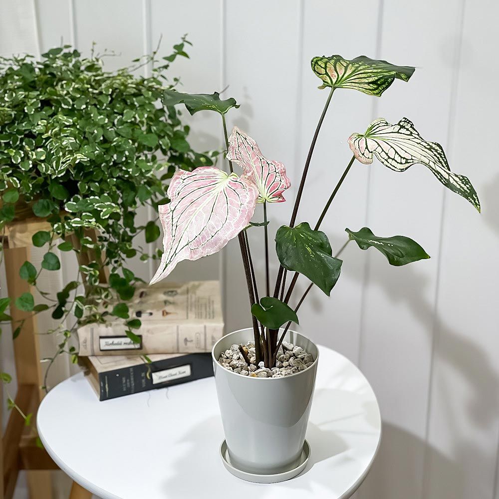 専用 ミントカルセドニーフラワーカービング R863 PLANCHU 観葉植物 カラジウム ピンクシンフォニー 4号鉢 受け皿