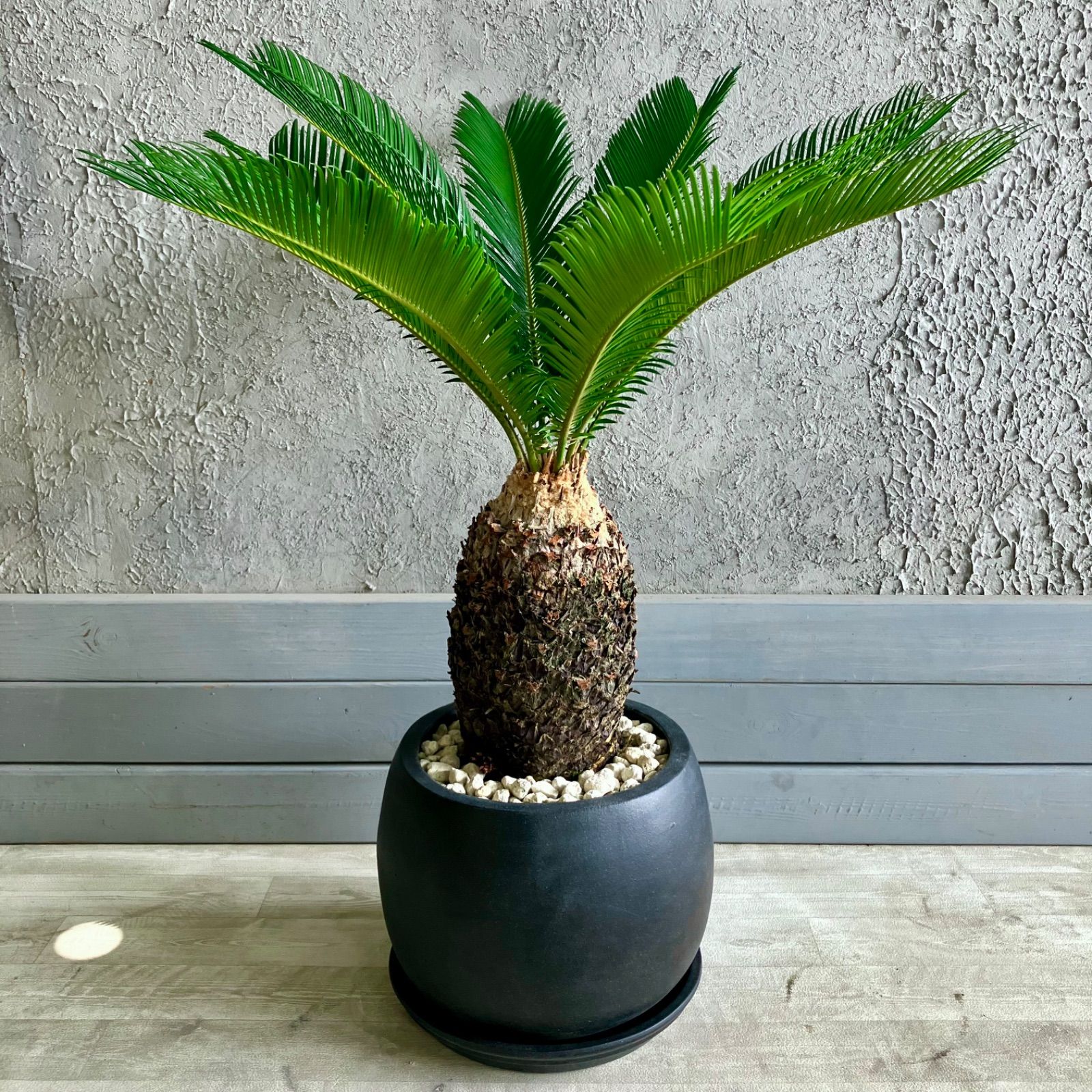 ソテツ 蘇轍 8号鉢 ソテツ 蘇轍 8号 テラコッタ鉢植え アンティーク風