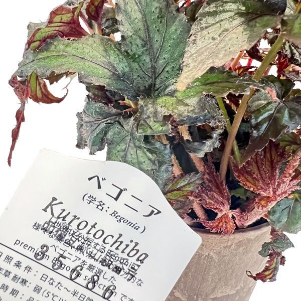 TVP❣️ 特価❣️高級原種ベゴニア4点セット　Begonia B ベゴニア プレミアム クロトチバ 4号 Begonia Premium