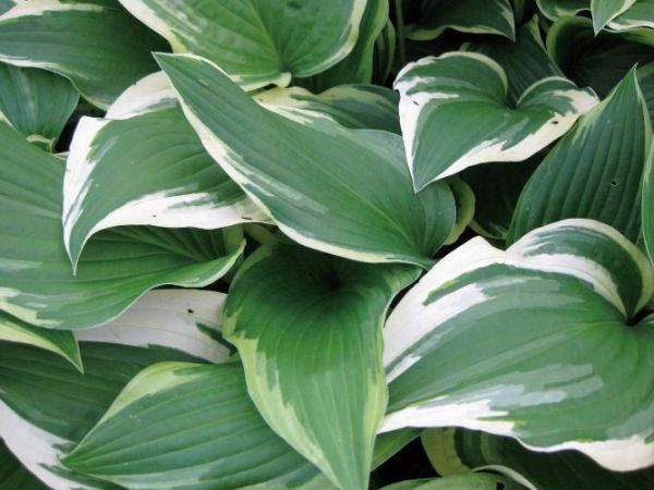 ギボウシ（擬宝珠）ホスタ・ワイドプリム（大株） 外斑入り 植木 庭木 多年草