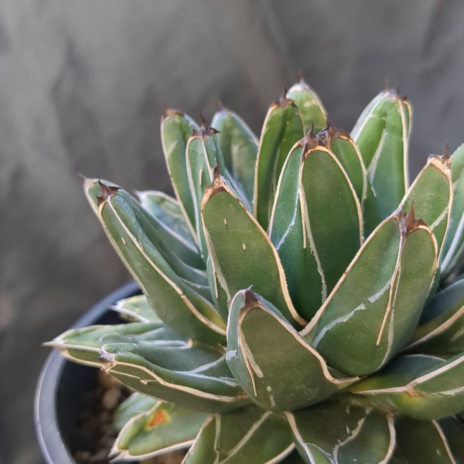 アガベ フランスアイボリー【 笹の雪 】美株 鉢のまま発送