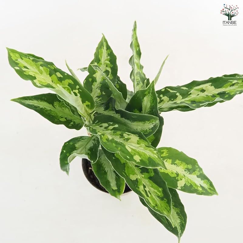 アグラオネマ ピクタム