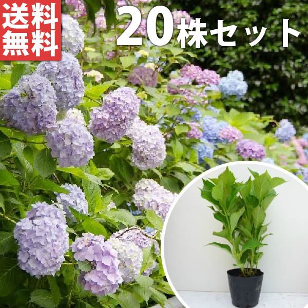 苗|苗木 20本セット アジサイ 樹高0.3m前後 15cmポット 色指定なし 造園用 あじさい 紫陽花 西洋アジサイ 苗木 苗 植木 庭木 生け垣 ka 20本 20