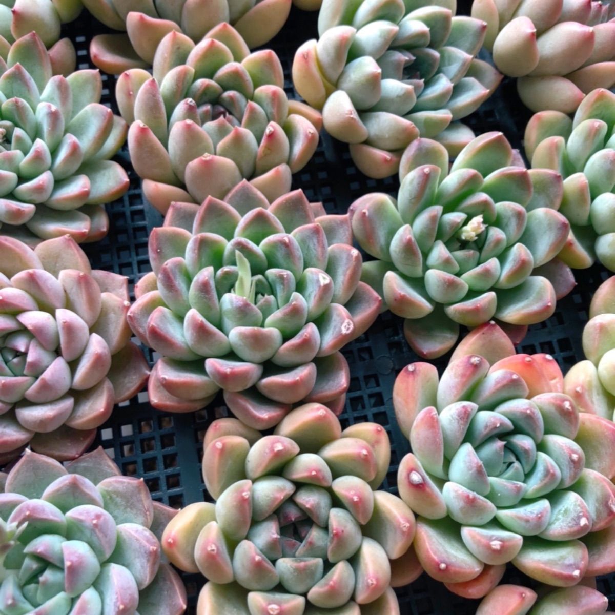 新種 アイスコーラル 多肉植物 韓国苗