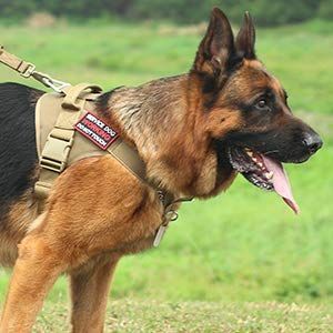 ハーネス 犬