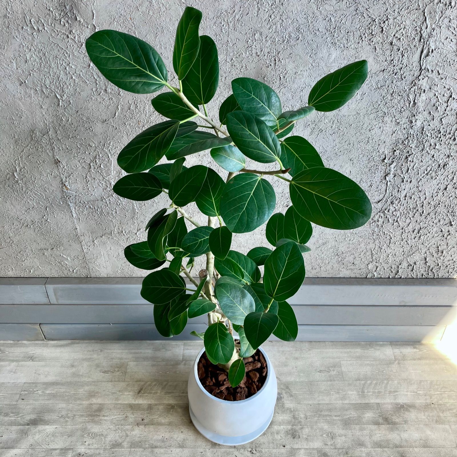 フィカス 観葉植物 陶器鉢付き 【公式通販】