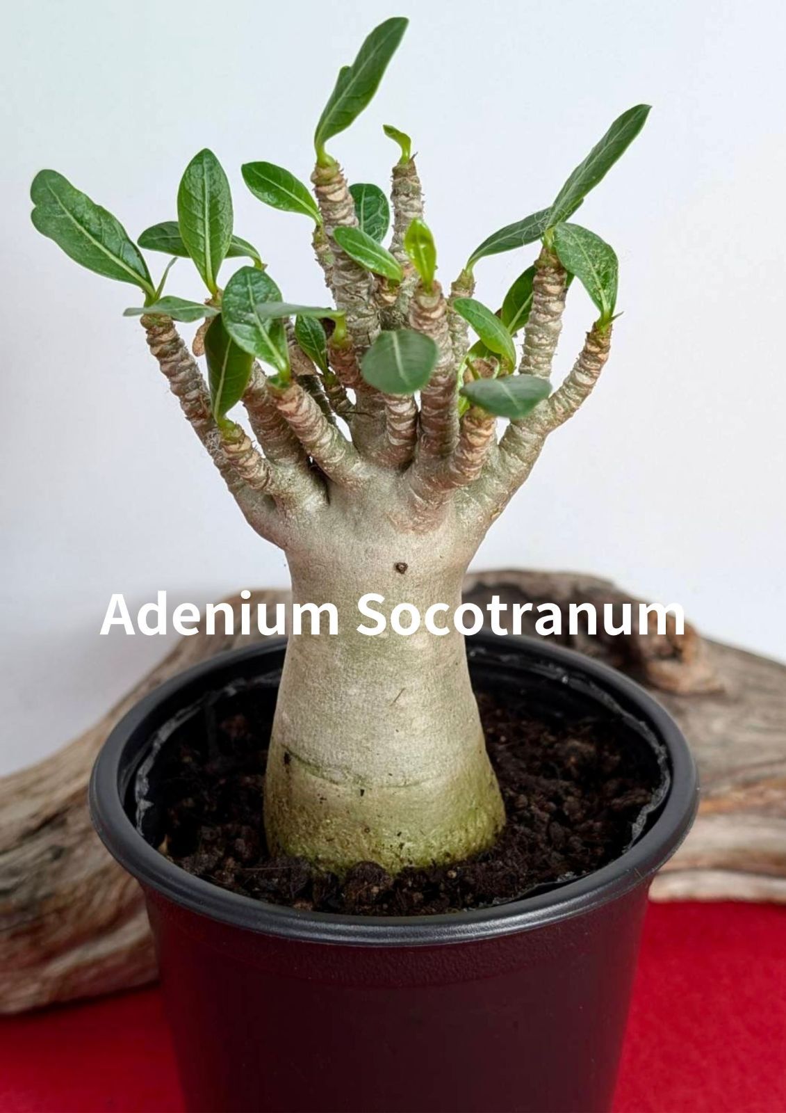 塊根植物 コーデックス アデニウム ソコトラナム 砂漠のバラ Adenium Socotranum X-121 - メルカリ