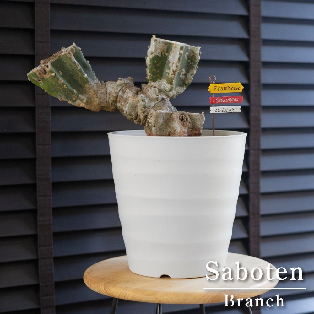 柱サボテン ブランチ 石化 柱サボテンのブランチ入荷しました！ 滅多に入荷のないビッグサイズ