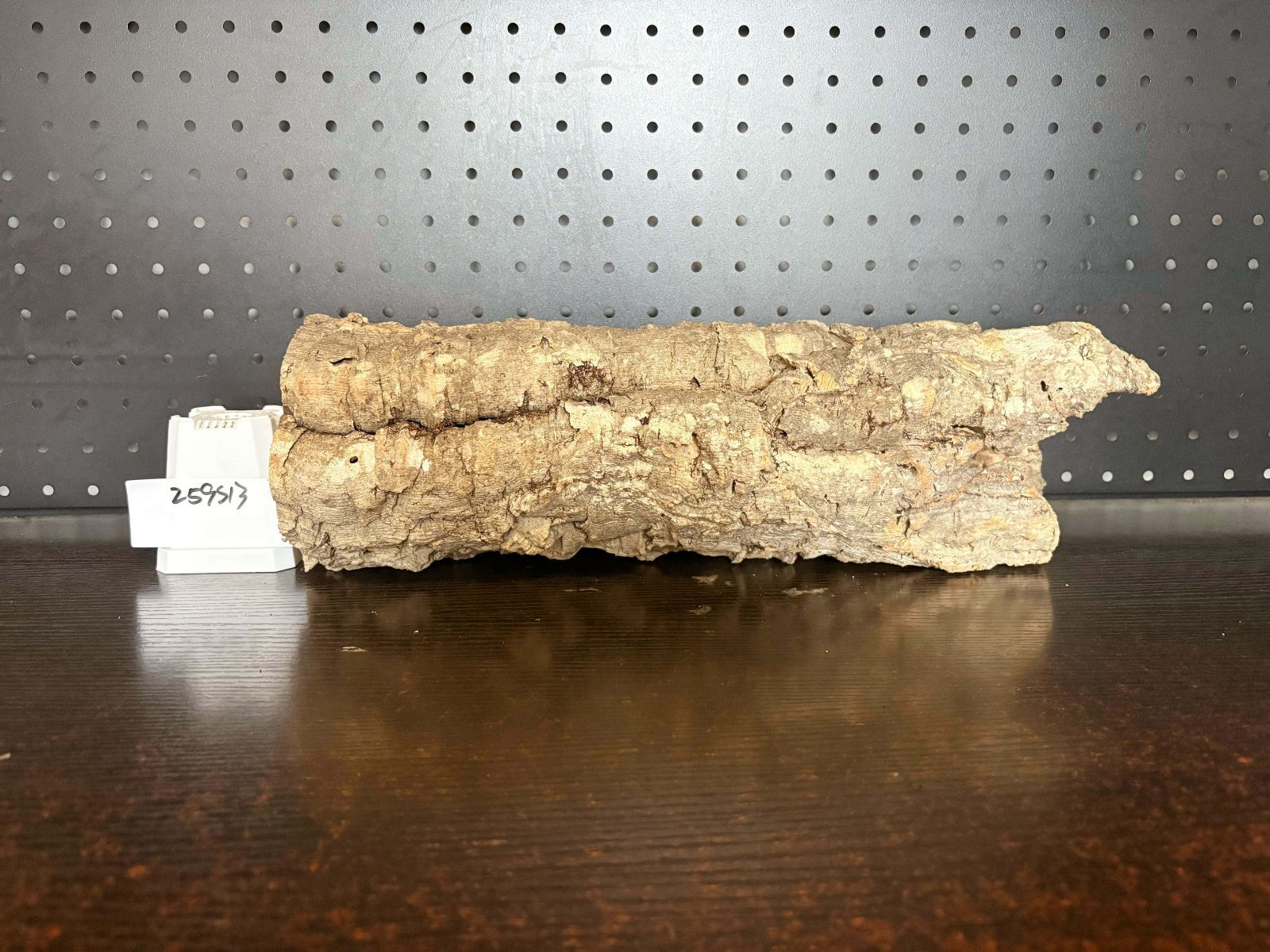 バージンコルク チランジア