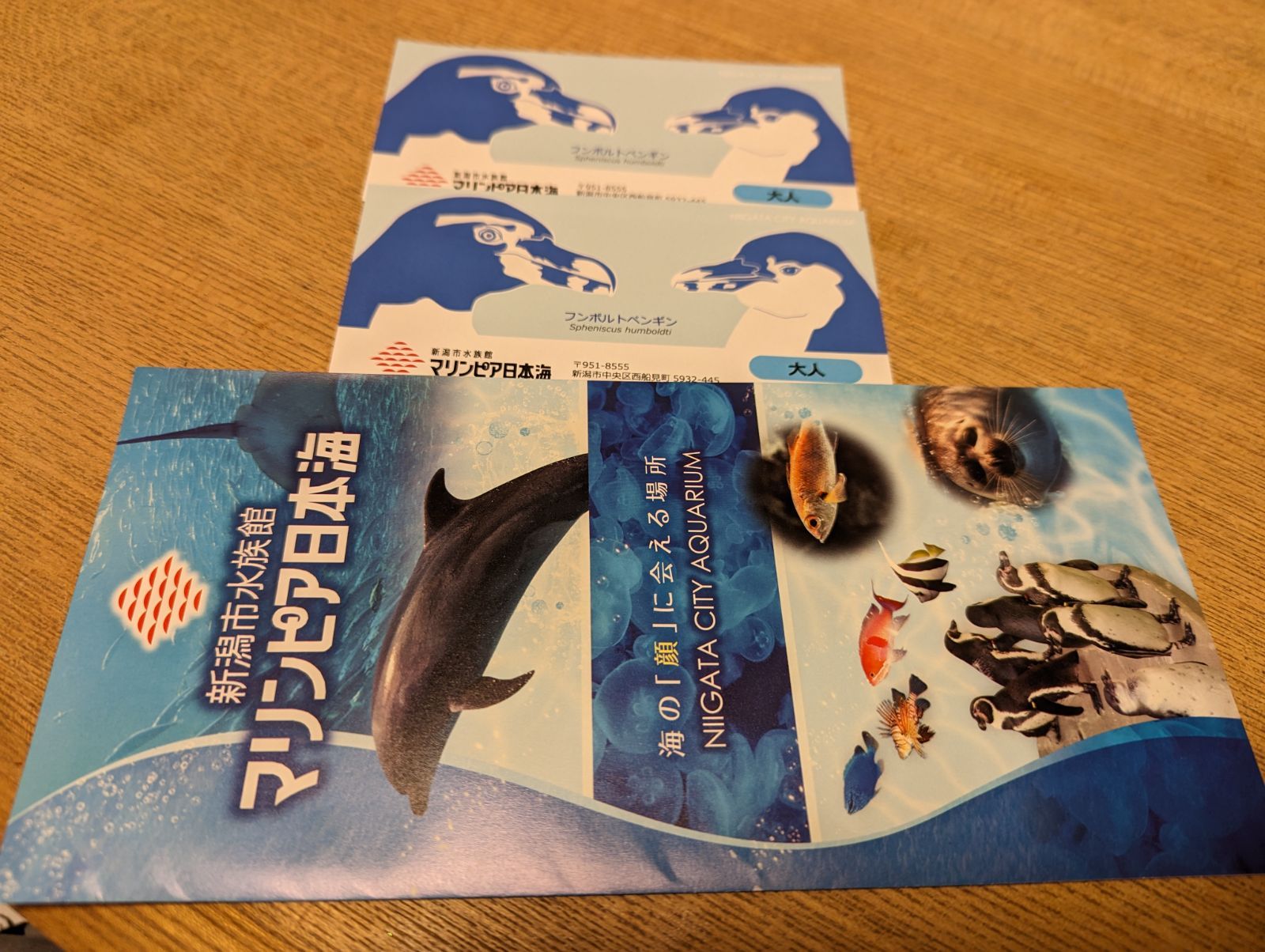 新潟市水族館 マリンピア日本海入館券チケット 大人２枚 メルカリ便