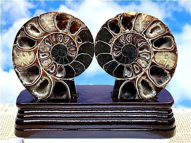 ☆貴重－アンモナイト縫合線オパール化石標本B85U3/338U24A ☆貴重