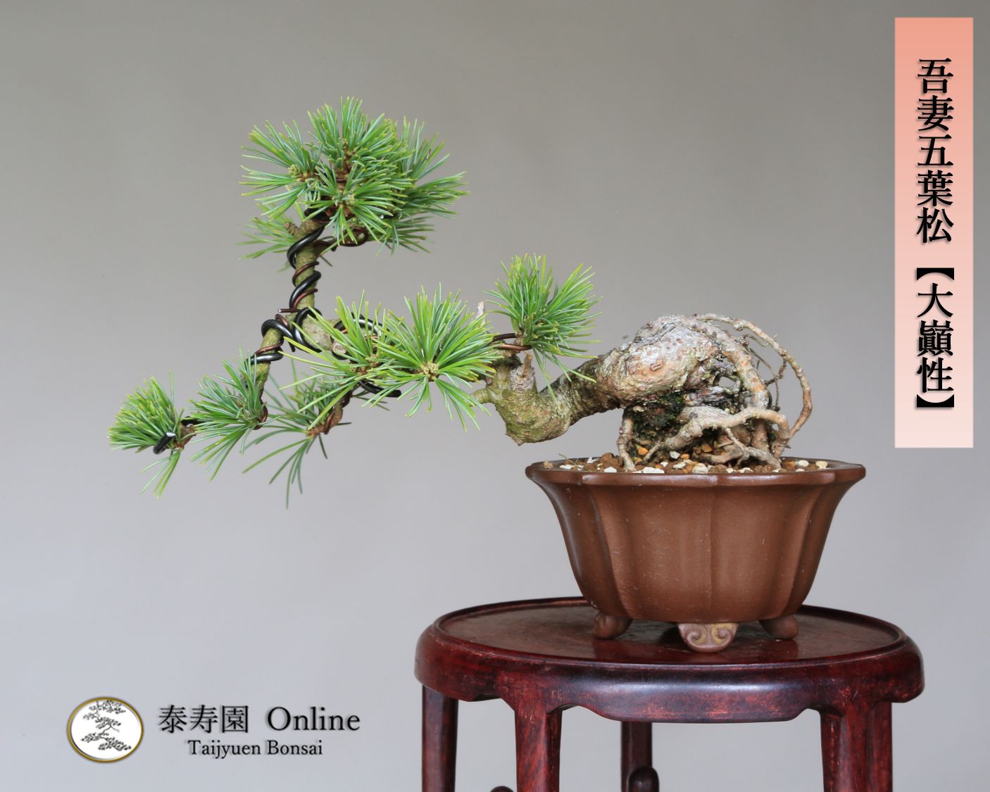 吾妻五葉松 大巓性 ダイテンショウ 実生 根上り 小品盆栽 泰寿園 Online 現品 盆栽 松柏 室内 鑑賞 趣味 卓上盆栽 盆栽鉢 グリーン 和 ギフト プレゼント 贈答品 ミニ盆栽 誕生日 母の日 父の日 敬老の日 記念日 お祝い 25