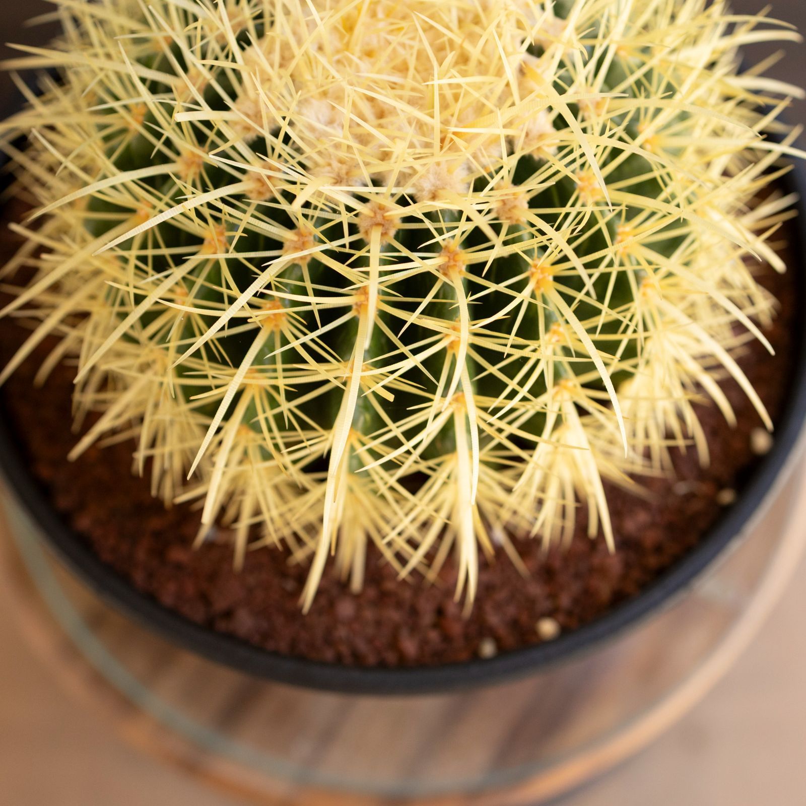 SALE キンシャチ サボテン 金鯱8号 キンシャチ サボテン 金鯱 8号寸