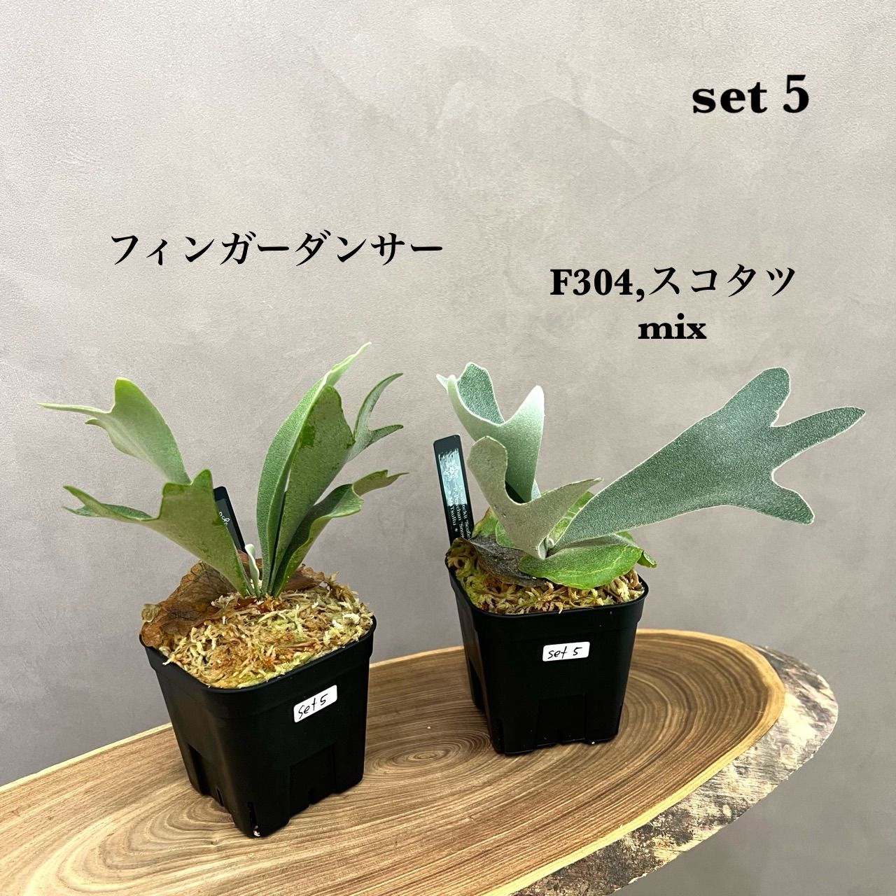 ビカクシダ 2種セット｜フィンガーダンサー ＆ mix胞子撒き 胞子