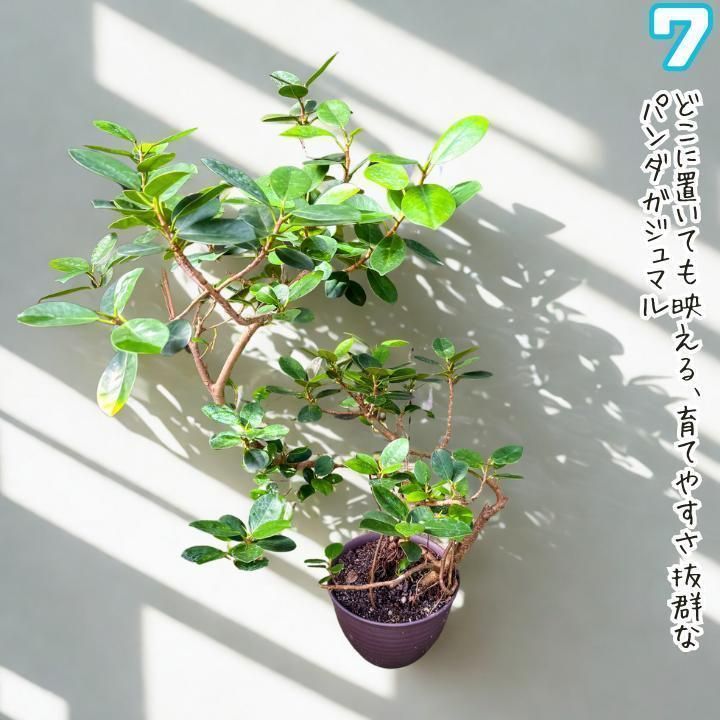 ✨パンダガジュマル No.7【盆栽仕立て】✨ ✨パンダガジュマル No.7【盆栽仕立て】✨