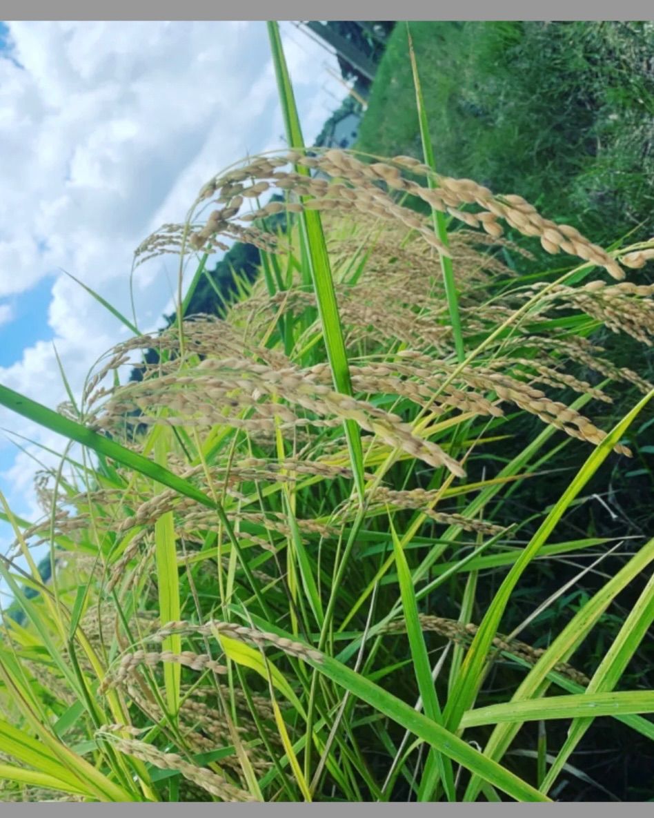 令和7年度 1等級米 新米 はにわ米 千葉県産 粒すけ 30kg 毎週入荷