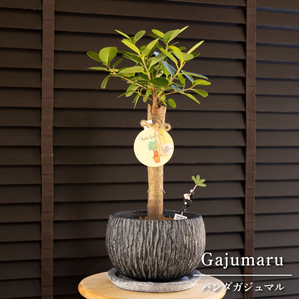 観葉植物　パンダガジュマル　陶器鉢植え　多幸の木 観葉植物の販売・ギフトならフラワーコーポレーション / 観葉植物