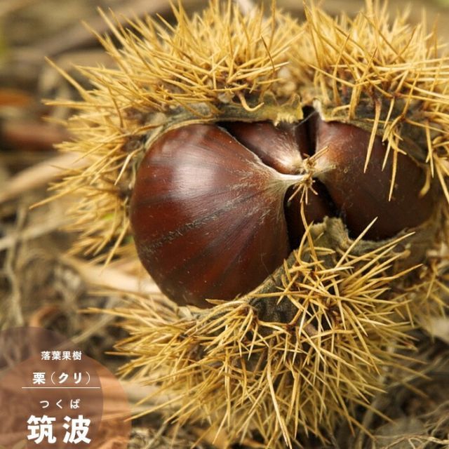 果樹苗 栗 苗木 筑波 (つくば) 1年生 接木 ポット苗 果樹苗木 落葉樹 クリ 栗 苗 - メルカリ