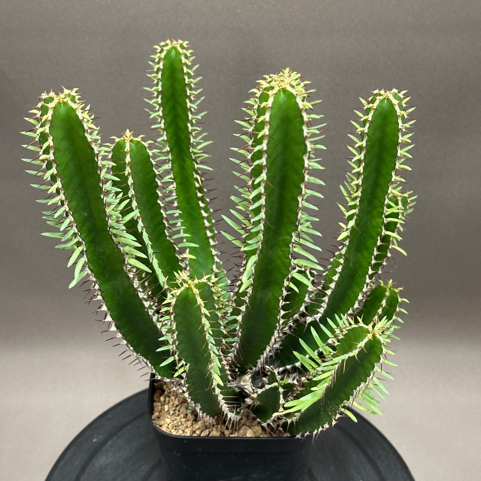 Euphorbia mlanjeana ユーフォルビア ムランジーナ 実生株 no.479-8